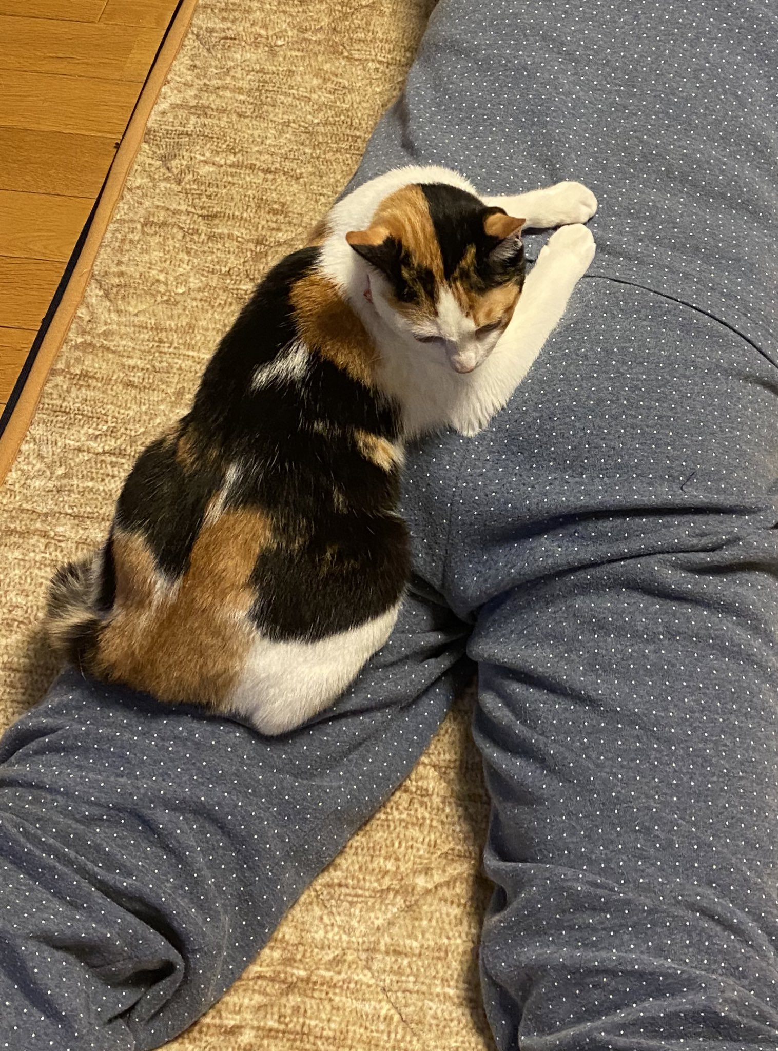 みけねこを拾いました 1日目 人間にのっかってくつろぐみけねこ ホットカーペットにやられるみけねこ おかまいなしに部屋の真ん中で伸びて寝ているので そのうち人間に踏まれそう 人間一同気をつける T Co D1fisladuk Twitter