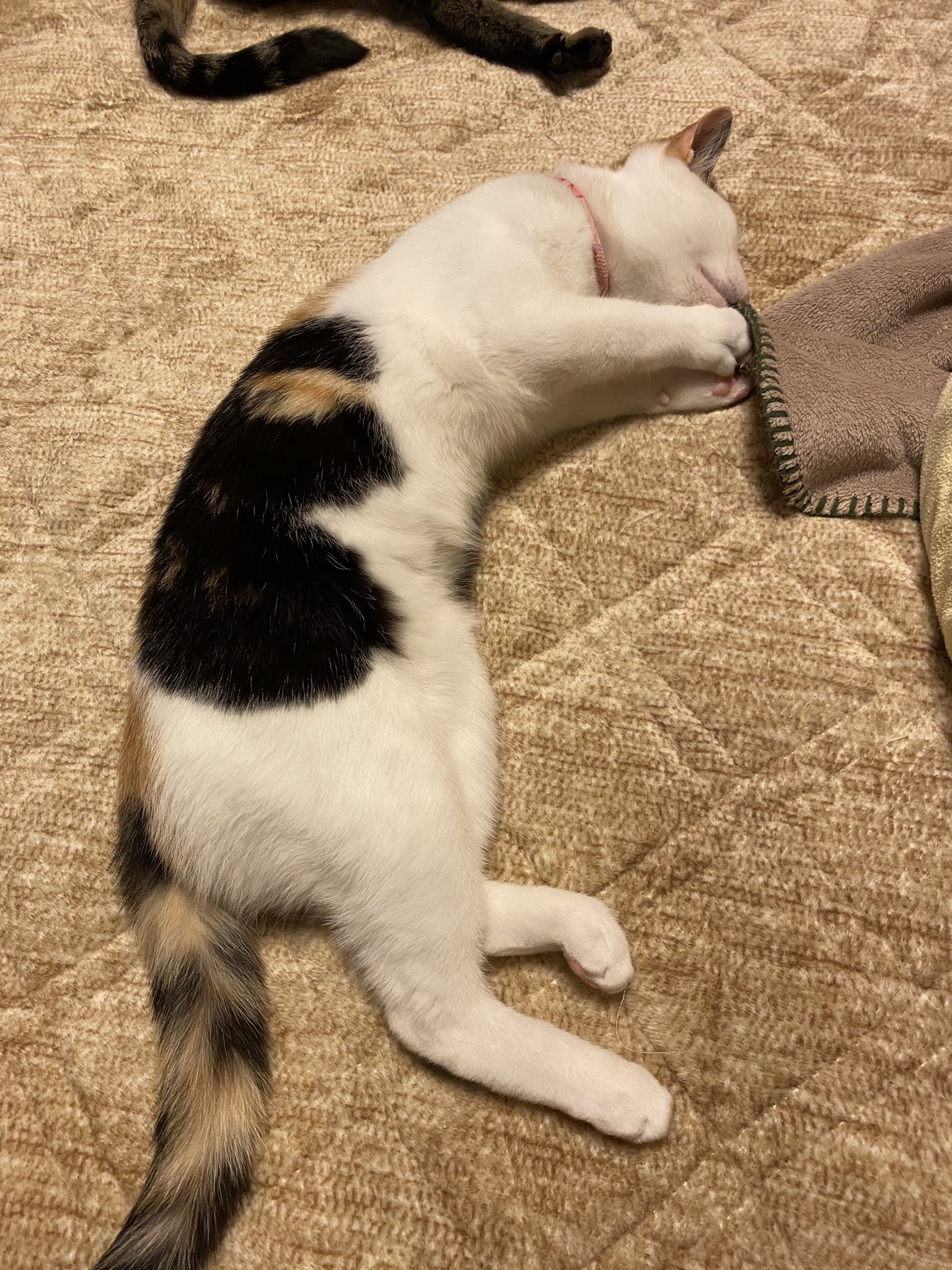 みけねこを拾いました 1日目 人間にのっかってくつろぐみけねこ ホットカーペットにやられるみけねこ おかまいなしに部屋の真ん中で伸びて寝ているので そのうち人間に踏まれそう 人間一同気をつける T Co D1fisladuk Twitter