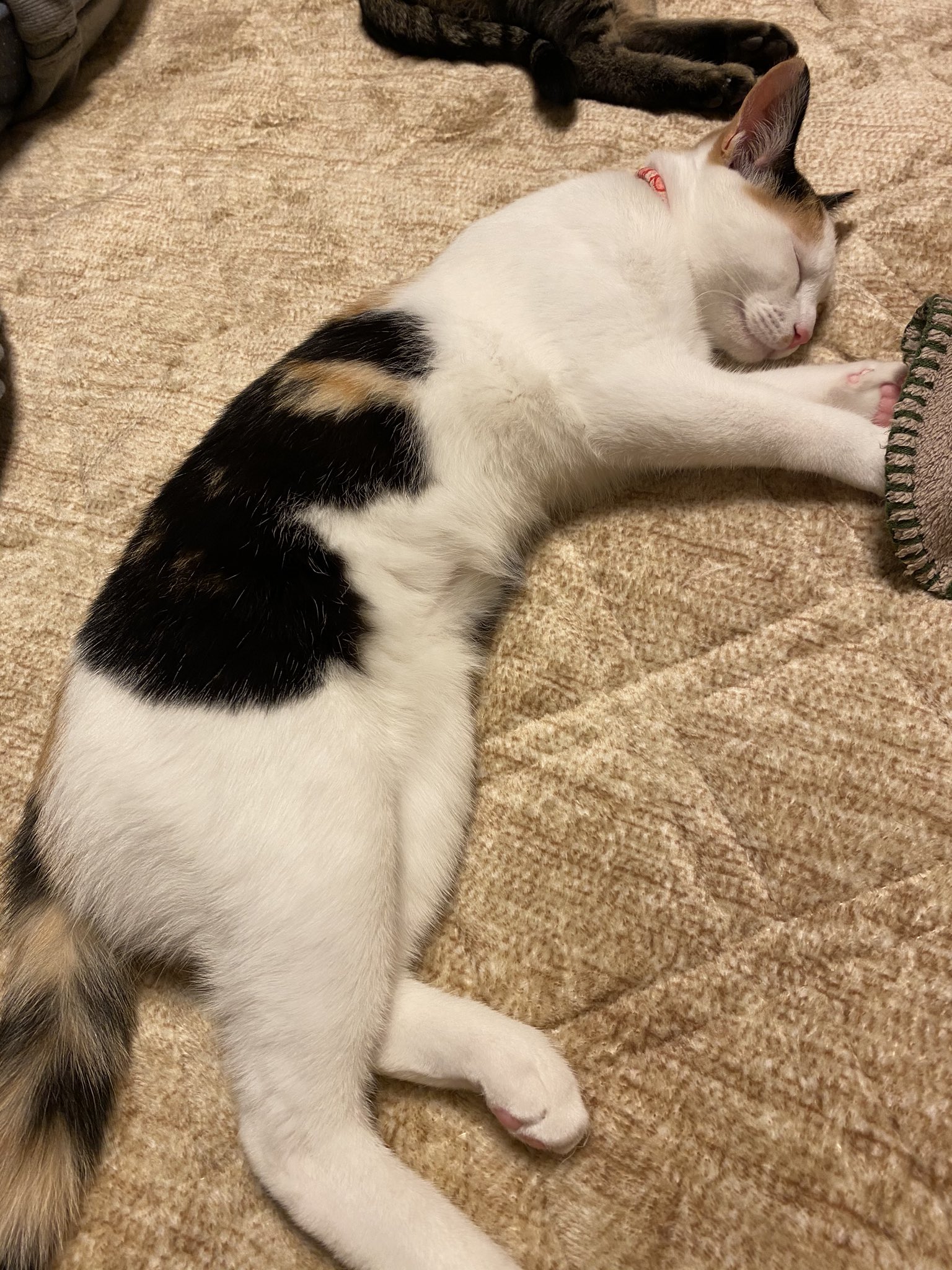 みけねこを拾いました 1日目 人間にのっかってくつろぐみけねこ ホットカーペットにやられるみけねこ おかまいなしに部屋の真ん中で伸びて寝ているので そのうち人間に踏まれそう 人間一同気をつける T Co D1fisladuk Twitter