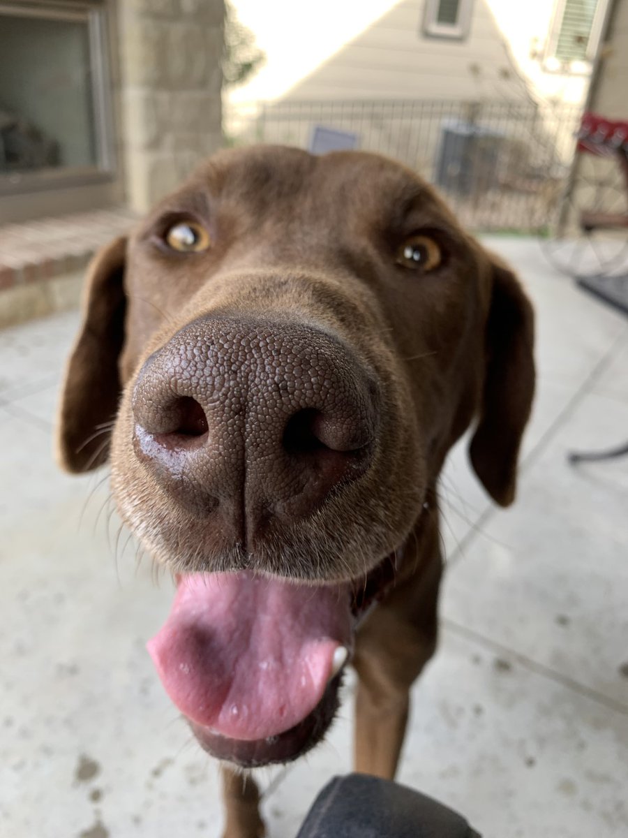 kshumanesociety's tweet photo. Hi, I’m Leo!

KHS is closed to the public because of some crazy beer virus, so my buddies and I get to hang out in something called foster homes. Some pretty cool people took a bunch of animals home, and we’re all getting lots of love and attention right now... 
#MondayMotivaton https://t.co/o0N2pBfZEY