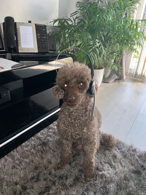 Wilmslowdivorce's tweet photo. The team at @AticusLaw  are busy working from home, however we do have some new office juniors joining us during the lockdown period..... 
#aticuslaw #Wilmslow #Manchester #COVID19 https://t.co/2uwQgoNLcX