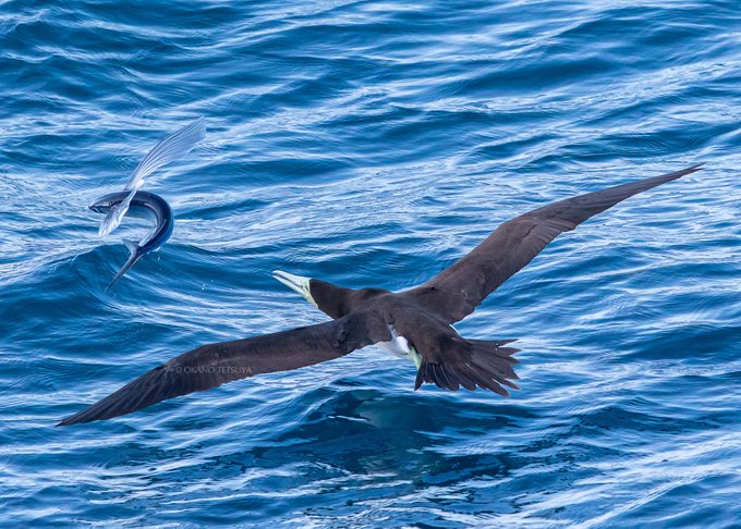 カツオドリのtwitterイラスト検索結果 古い順