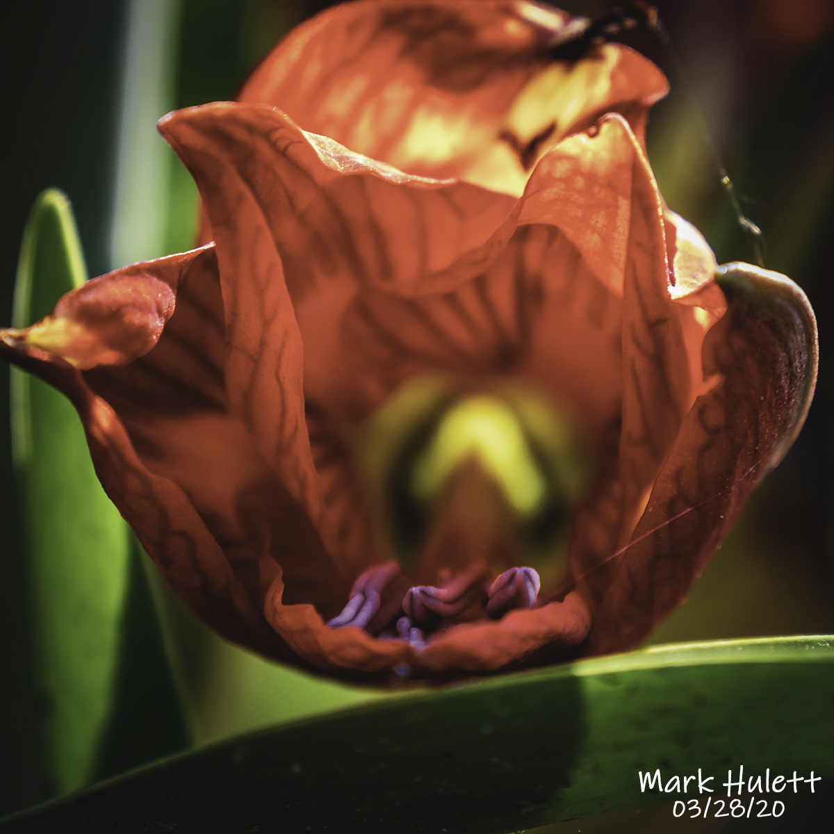 GAWEBDEV's tweet photo. A few shots from my visit to Reed Bingham this weekend. Reconnecting with nature is good medicine. Georgia's State Parks remain open. You can still practise social distancing and enjoy time outdoors. 📷🎥🎞🌳🌎 #NaturePhotography #naturehealing #photography @GaStateParks https://t.co/Q6fNomAzQ9