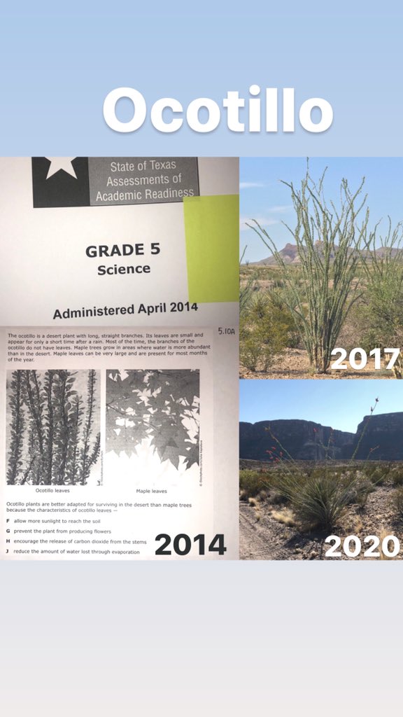 Mrs. Oakes (@oakes_science) on Twitter photo βοΈππ΅π
We drove down to Big Bend on Saturday for a quick hike in Santa Elena Canyon. I was thinking about weathering/erosion, adaptations, & this 2014 STAAR question on our hike. You can take the sci teacher out of the classroom... π @LeonESLBIL @sciencecook <a href="/sgedwards22/">Shannon Edwards</a> βοΈππ΅π
We drove down to Big Bend on Saturday for a quick hike in Santa Elena Canyon. I was thinking about weathering/erosion, adaptations, & this 2014 STAAR question on our hike. You can take the sci teacher out of the classroom... π @LeonESLBIL @sciencecook <a href="/sgedwards22/">Shannon Edwards</a>