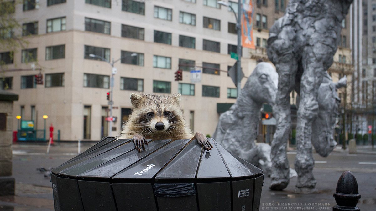 fotoportmann's tweet photo. #dumpsterdiving #Raccoon, NYC, https://t.co/JblVpuRsIY
#nycraccoon #urbannature #urbanwildlife #wildnyc #nycwildlife #nyc #shelterinplace #socialdistancing #stayathome #nopeople #nooneinsight https://t.co/TgDH76tiYg