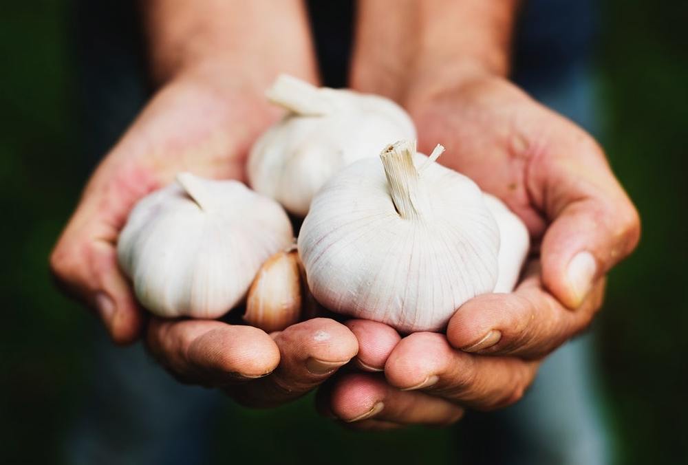 eat_fix's tweet photo. If you're wondering what the best way to peel garlic is, Katie Z's new blog post is for you. You'll be a pro in no time!

#EatFIX BLOG ➡️ https://t.co/QZEV2ggXvl https://t.co/OM6aEA2A4U