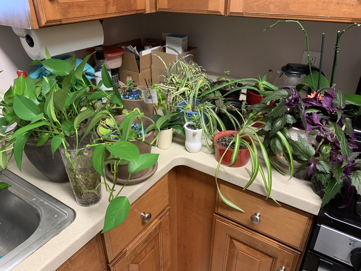 Sara Masluk tweet media