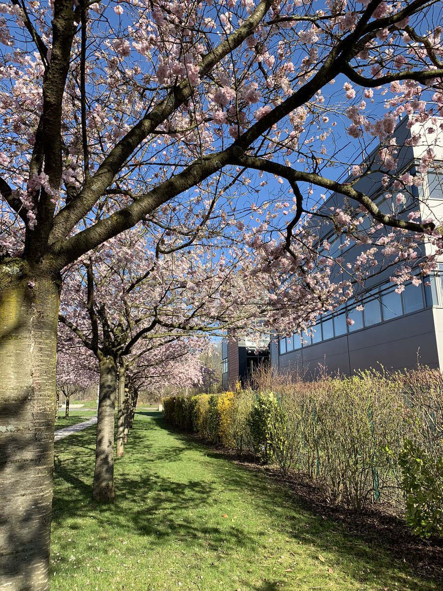 zeit15's tweet photo. Message de service @télétravailleurs Certaine chose ne change pas heureusement comme ce joli symbole du printemps @Inria_Lille N’oubliez pas, la réussite est liée à la patience mais dépend également de bonne volonté
Bonne semaine à tous &amp; surtout prenez soin de vs #RestezChezVous https://t.co/qmwlxCMY7d