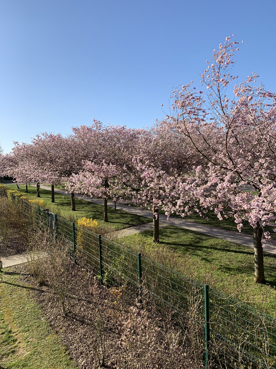 zeit15's tweet photo. Message de service @télétravailleurs Certaine chose ne change pas heureusement comme ce joli symbole du printemps @Inria_Lille N’oubliez pas, la réussite est liée à la patience mais dépend également de bonne volonté
Bonne semaine à tous &amp; surtout prenez soin de vs #RestezChezVous https://t.co/qmwlxCMY7d