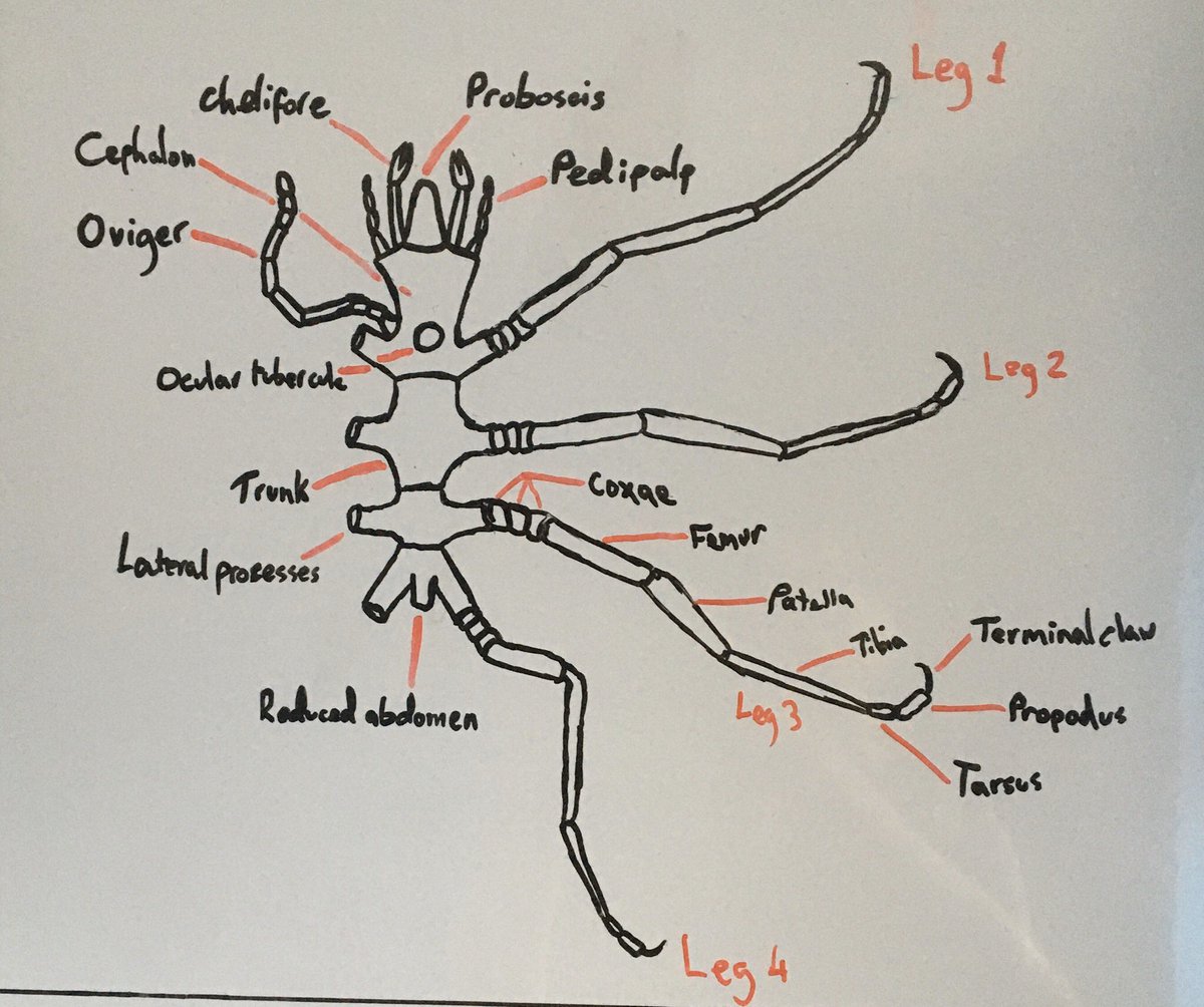 sea-spider-labeled