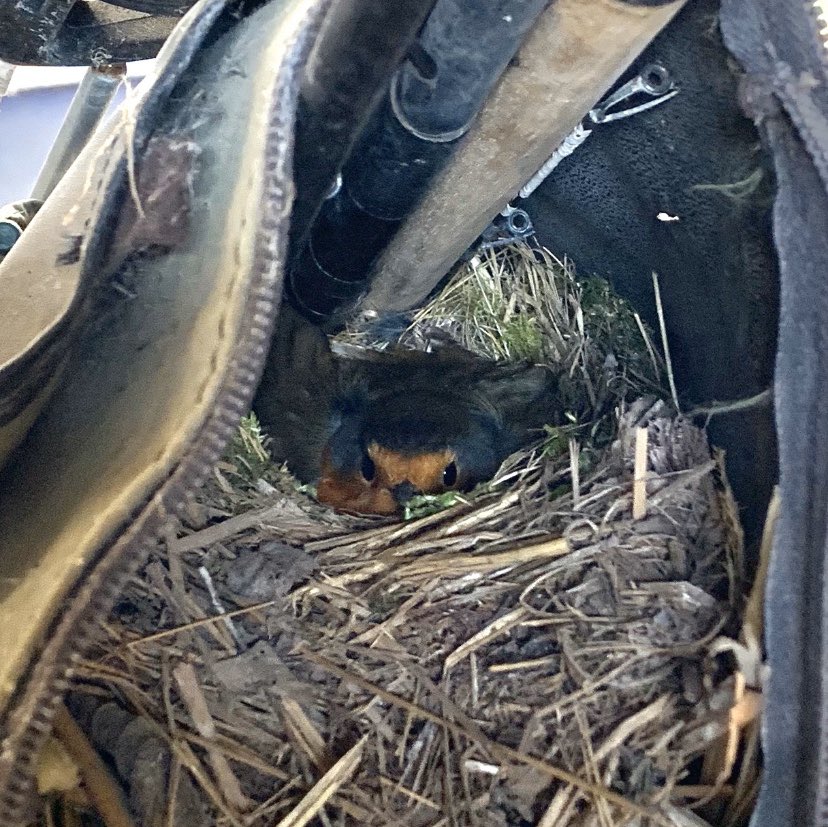 Go fishing? I can’t, I’ve got to wait for the Robin to hatch her eggs