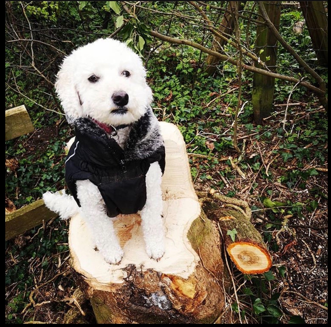 jofean's tweet photo. @dog_rates @dog_feelings Loving herself in her new winter jacket! 😄 https://t.co/LSkV3VGwho