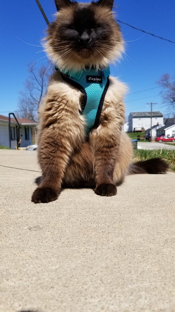 FelineMarshall's tweet photo. Today: walked to the end of the sidewalk. #CatsOfTwitter #hiking #DailyUpdate https://t.co/ohwSs4mBnw