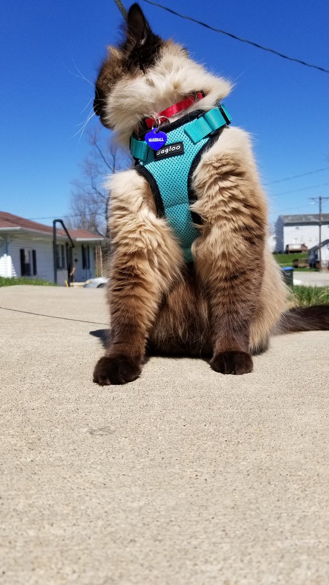 FelineMarshall's tweet photo. Today: walked to the end of the sidewalk. #CatsOfTwitter #hiking #DailyUpdate https://t.co/ohwSs4mBnw
