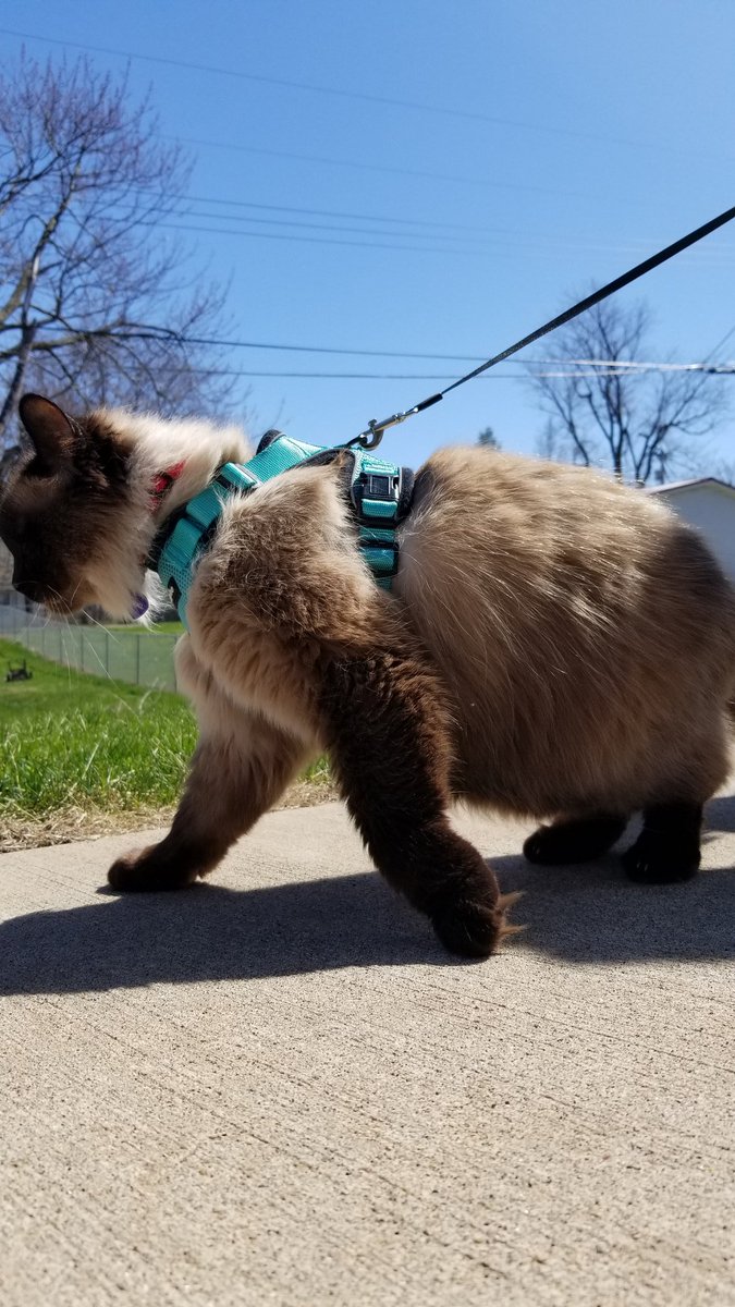 FelineMarshall's tweet photo. Today: walked to the end of the sidewalk. #CatsOfTwitter #hiking #DailyUpdate https://t.co/ohwSs4mBnw