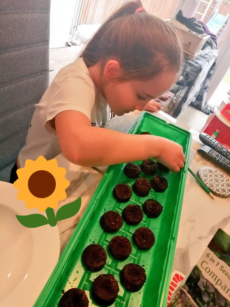 Chloe has been planting carrots, tomato, cauliflower, chives, potatoes and a sunflower today #greenfingers thanks <a href="/maddiemoate/">Maddie Moate</a> for the inspiration on #LetsGoLive <a href="/stbedesinfants/">St Bede's Infants</a> #aquaclass
