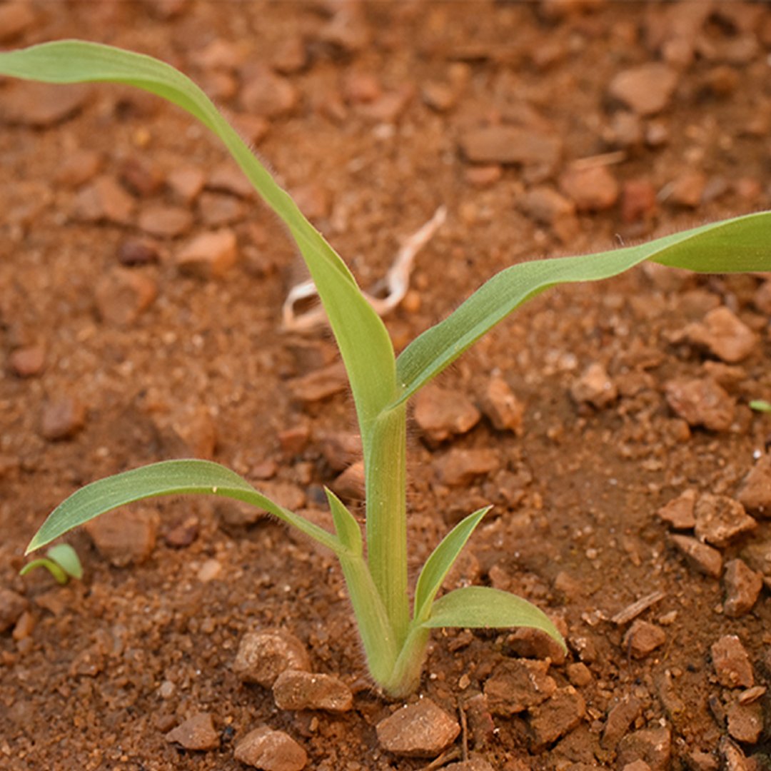scnjrmg's tweet photo. Crabgrass is the most common annual grassy weed of cool-season home lawns, and is a true annual 🌱

More Info:
https://t.co/pneEOffCgn

#garden #plants #gardens #gardenlife #nature #instagarden #green #growsomethinggreen #plant #natural #rmg https://t.co/1dWjBxJFQq
