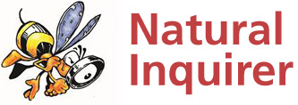 ShawneeNF's tweet photo. Teachers and students! The Natural Inquirer program has a variety of science education materials for Pre-K through Grade 12 produced by the USDA Forest Service and many other partners. Visit https://t.co/ulydVRqTfy for lesson plans, games and scientist videos. https://t.co/iLzxNjmB17