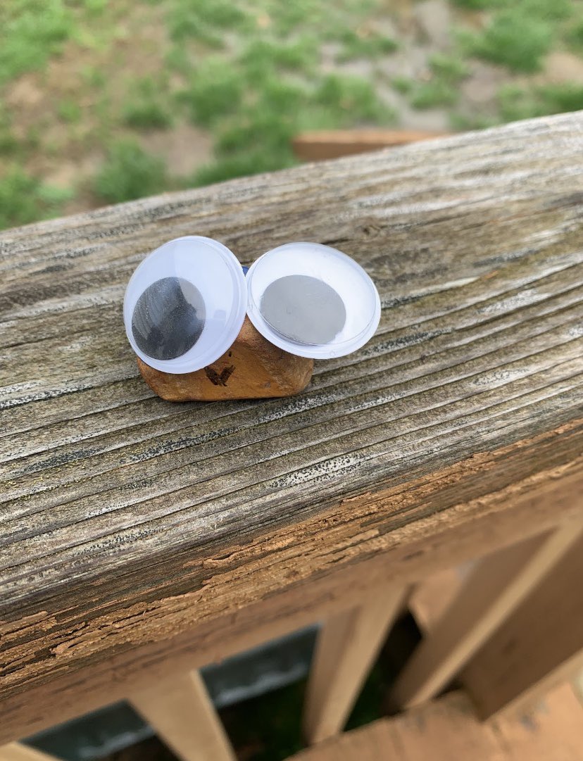WhitneyStef's tweet photo. Up this week...Pet Rock contest! Reading and creativity.. why not?! @FoxMiddleSchool @CommonLit https://t.co/kvfBUwB2mQ