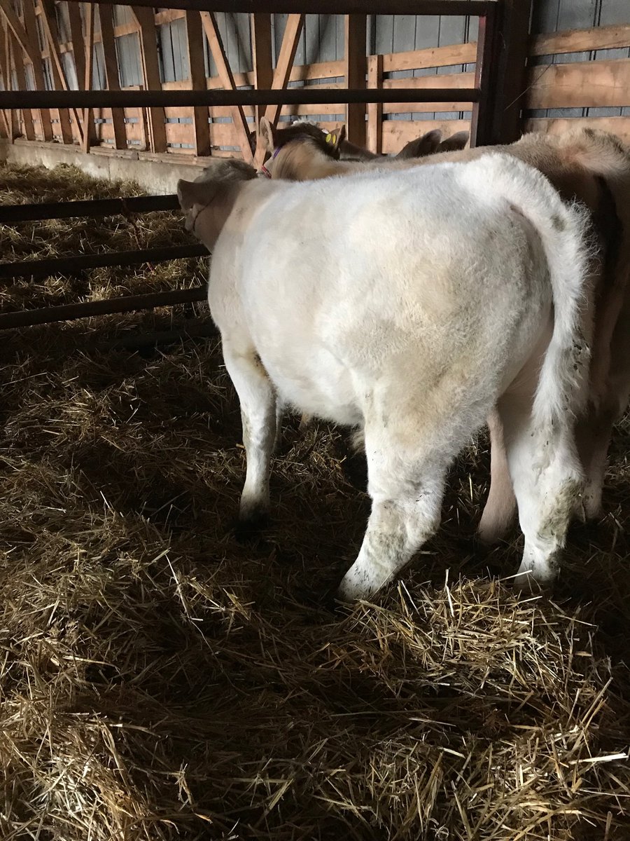 No school for kids so the kids said time for calf school