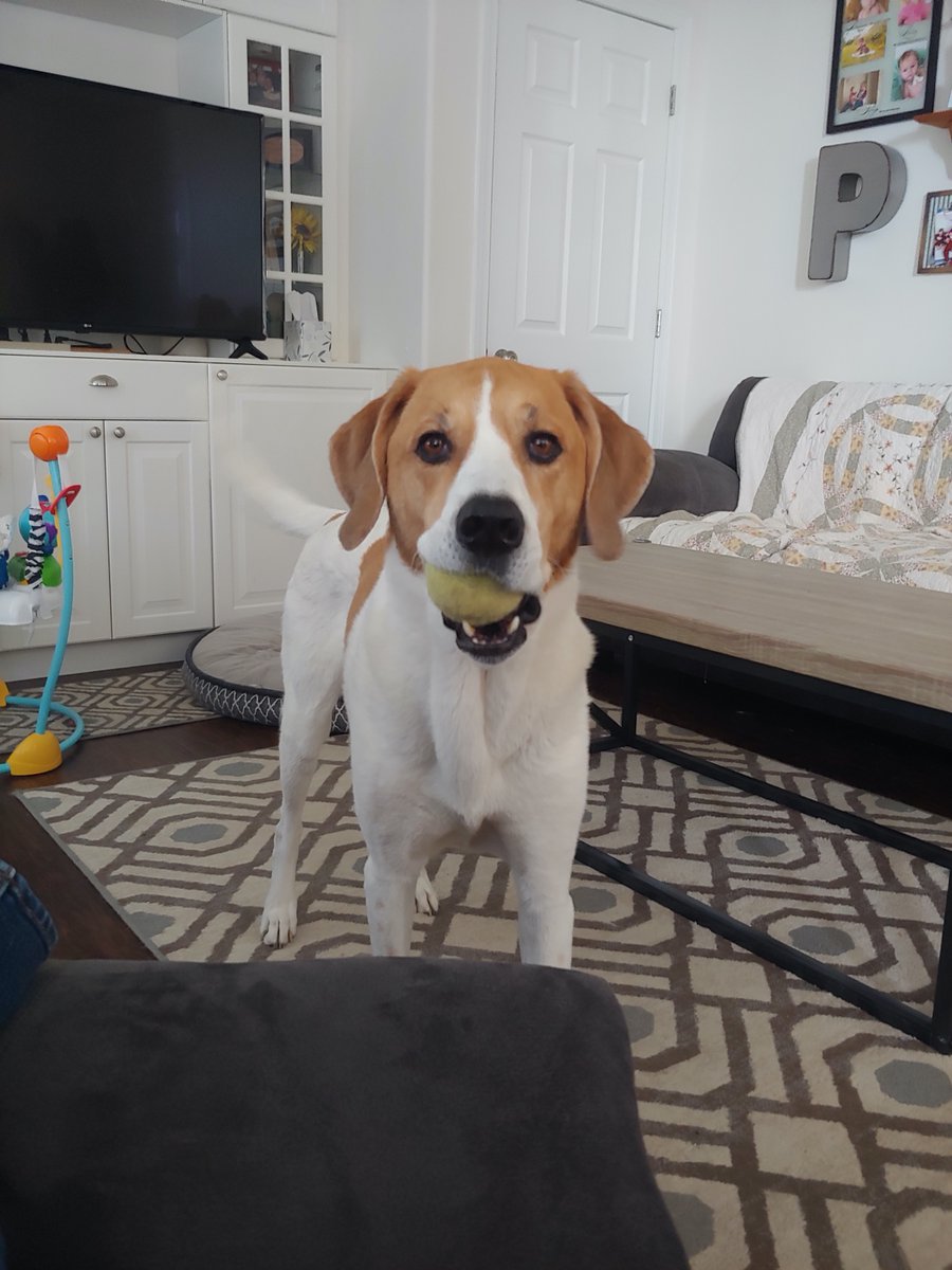 workforceSLCC's tweet photo. Are you ready to tackle the week like this #goodboy and his human, workforce manager, Dan? This energetic adorable co-worker is now available to answer your workforce training needs .. well Dan is but close enough! https://t.co/ng1sMIW7N3
#MondayMotivation #MondayMorning https://t.co/lZAbJt2LCE