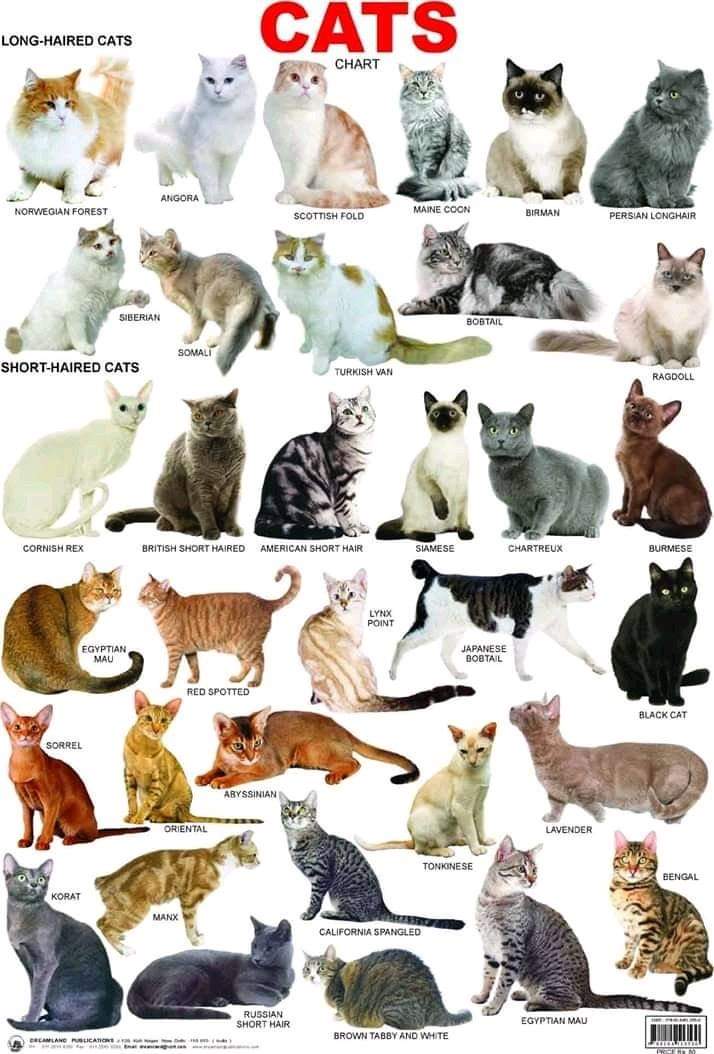 FelmaRoelSingco's tweet photo. For a change of moods in these times of global health crisis. Cats love us, and we love cats.
#Cats #Felines #Felidae #Panthera #Felids #CatFamily #BigCats #SmallCats #DomesticCats #Ailurophilia #FelisCatus #FelisDomesticus #Ailurophiles #Leonines #Tigrines #Pets #Animals #Loves https://t.co/XX7N3MZALP
