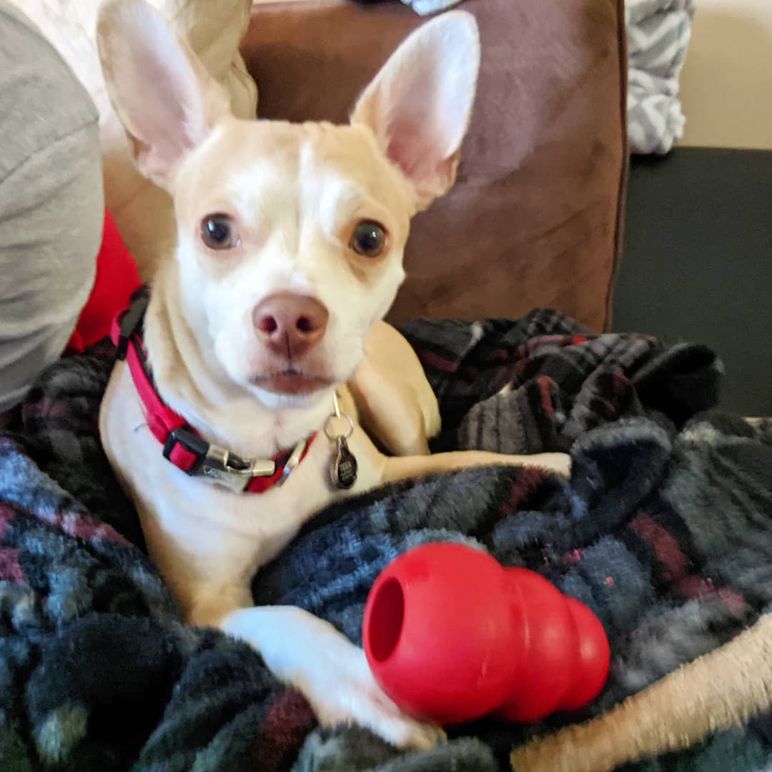 copperdapup's tweet photo. 🐾 ❤️ Fun snacks! 
#ilovemydog #bestwoof #chihuahualove #chihuahualife #dogs_of_world #weeklyfluff #chihuahualover #instachihuahua #chihuahuamom #chihuahua_feature #sgdoglife #sgdogs #sgdoglovers #loveyourpets #cute #cutedog #snacks #dogsnacks #milkbone #kongdogtoys #kong https://t.co/Cmoa7fQsew