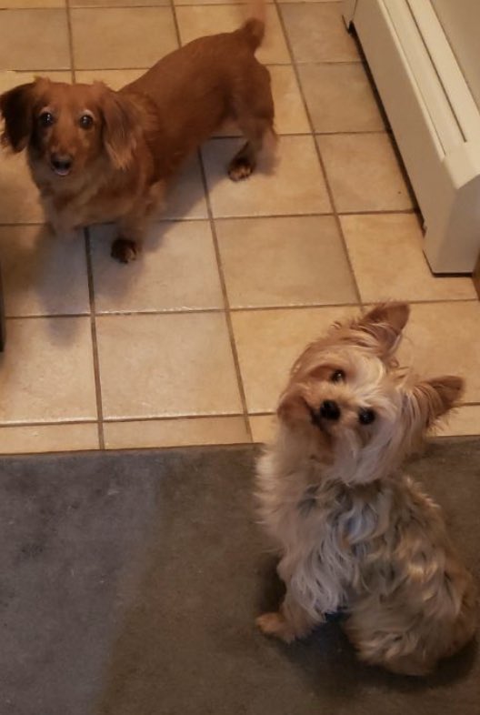 #BCSDPets