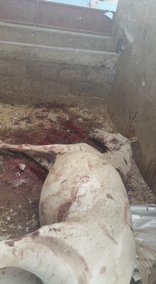 Sominif1's tweet photo. Over 70 authentic Arab horses and wounding 30 others in coalition raids on the Military Academy in Sanaa
#اليمن #صنعاء
#Sanaa 
#Yemen
#US
#قصف_إسطبلات_الكلية_للفروسية https://t.co/EFpwwzdTPH