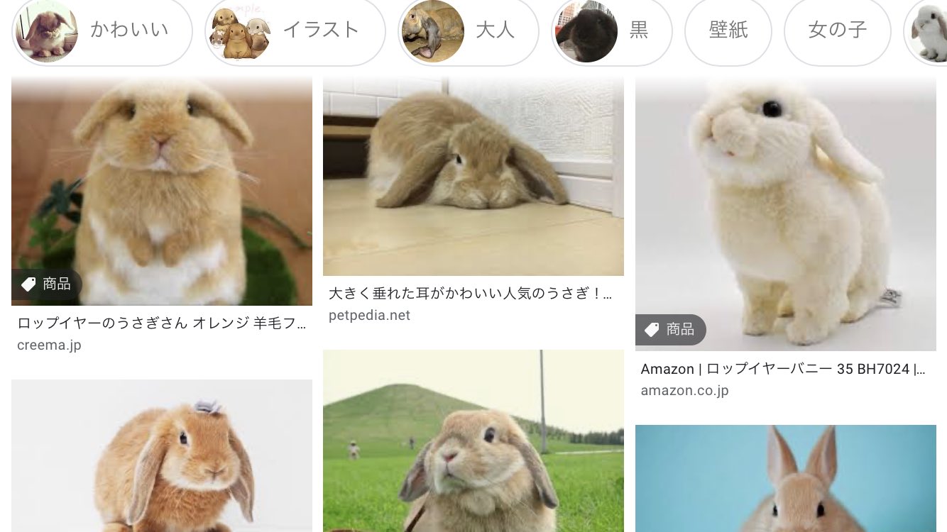 かねこ ろっぷちゃんって名前はウサギの ロップイヤー って種類にちなんでるって配信で言ってたからどんなウサギなのか調べてみたら ロップイヤーってめっちゃかわいいのね 知らなかった T Co Xu1sdrtnye Twitter