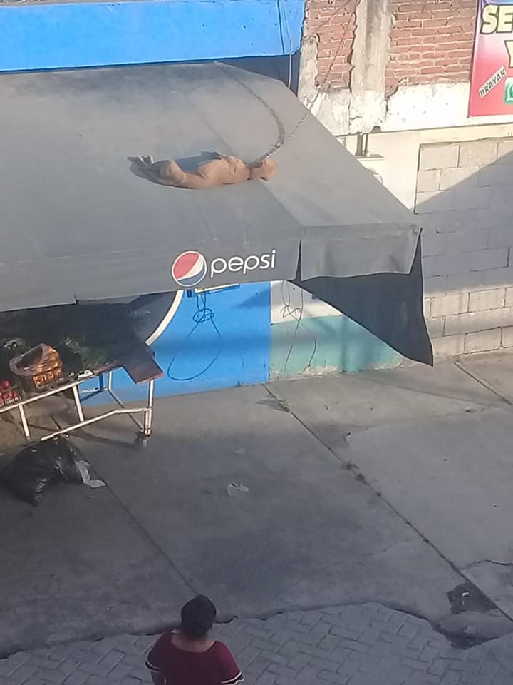 Amor y respeto animal tweet media