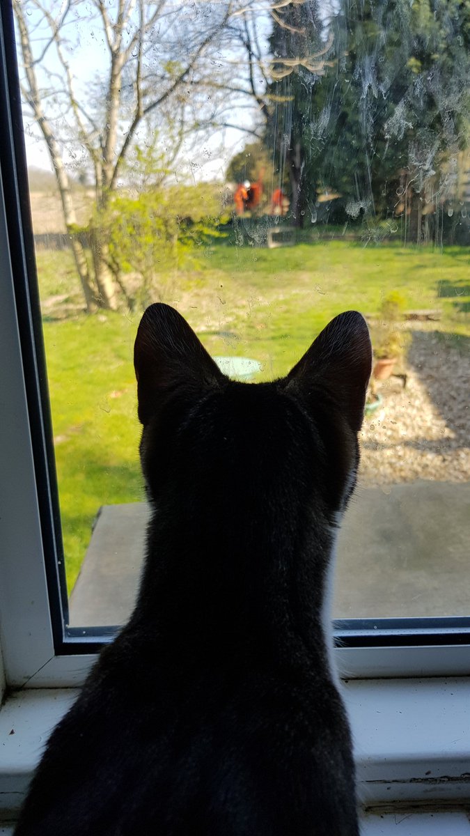 stationcats's tweet photo. R - kept my feline eye on these strangers at the bottom of the garden the other day contractors from @networkrail #stationcats #CatsOfTwitter #kittensoftwitter #catsatwork #catsonduty #catsonpawtrol https://t.co/vRBlhlrihu