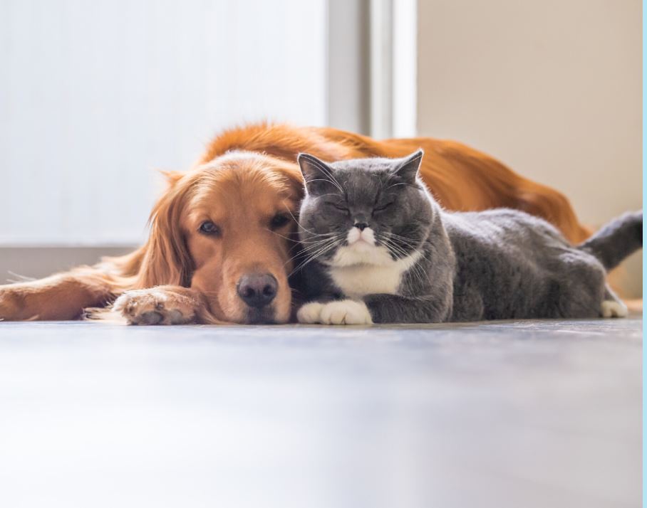 Now Open at The Township at Colony Park: The Highland Vet.
The Highland Vet is a one-of-a-kind clinic with a small-town feel offering both Eastern and Western diagnostic and treatment options, ensuring your beloved pet receives the best veterinary care. thehighlandvets.com