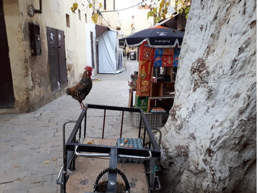 datilsandtours's tweet photo. Descubre la ciudad imperial de #Meknés o #Mequinez (#Marruecos) en 24 horas https://t.co/zoCNFt0Qhf @CValencianaTB https://t.co/jdzA3O4Tjm