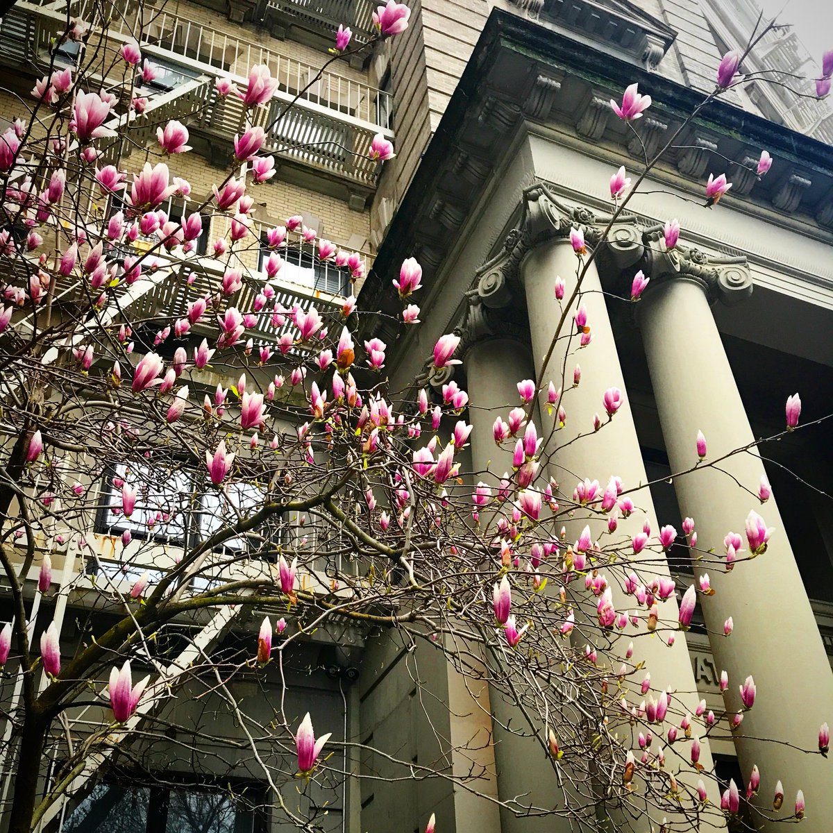 citygirlwrites's tweet image. Signs of Spring on the Upper West Side 🌸
🌸
*
*
*
*
#signsofspring #blossom🌸 #riversidedrive #upperwestside #uws #rainyday☔ #architecture #newyorkbuildings #uwsnyc