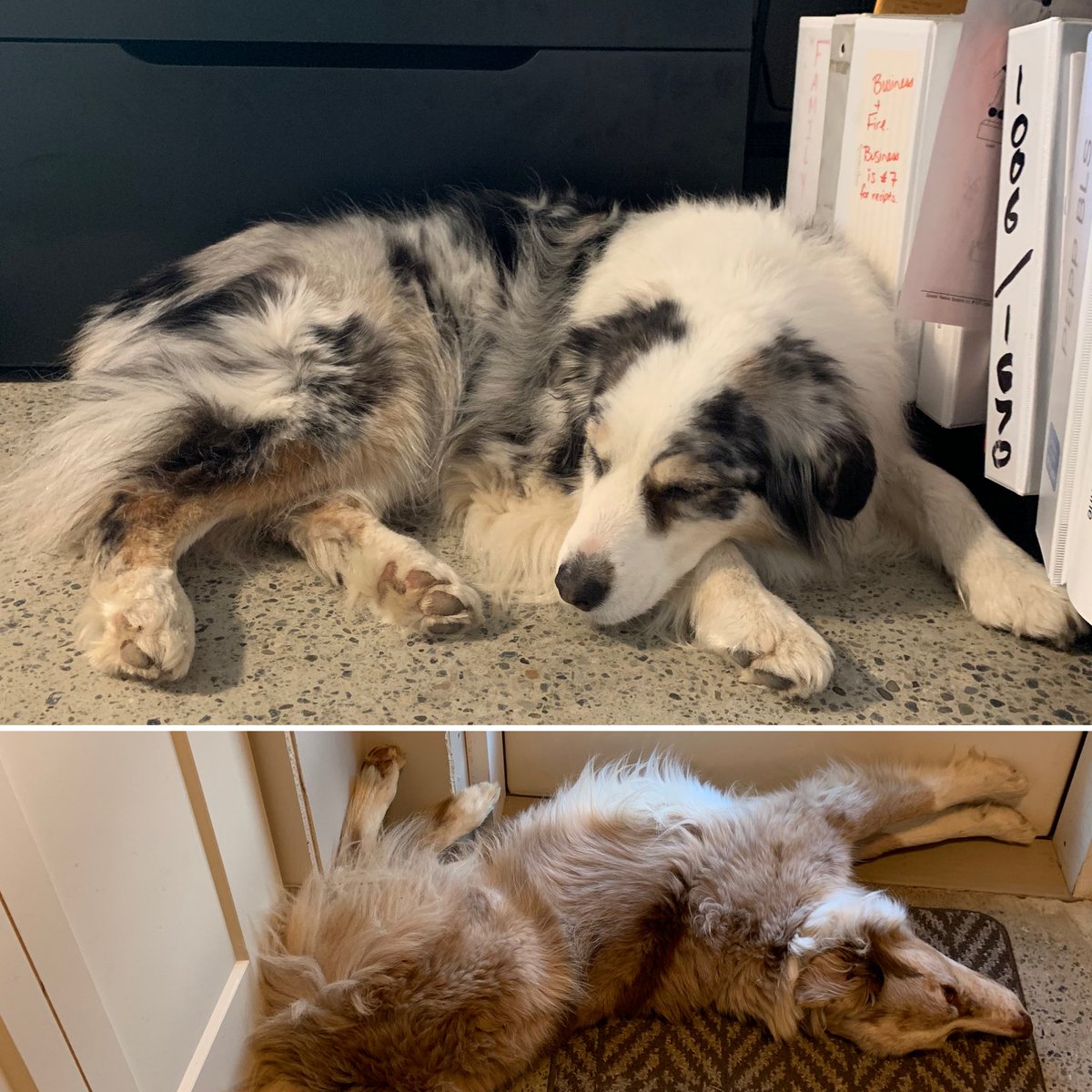 VanessaJHoward's tweet photo. My coworkers have settled in. #lifeatcalian_remotely https://t.co/rYXsvnZCIB