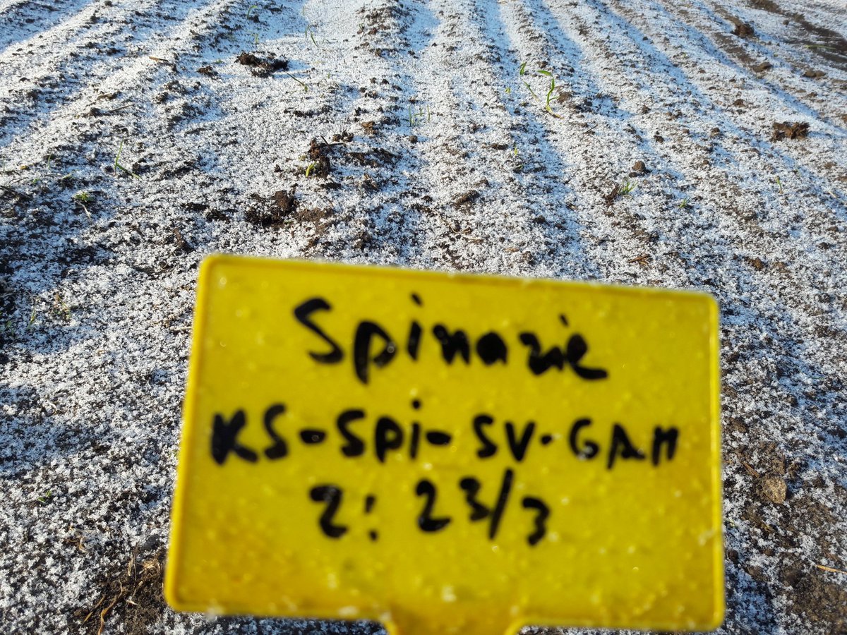 De tuin vanmorgen. Meer winters dan we de hele winter hebben gehad! Had van mij niet meer gehoeven.