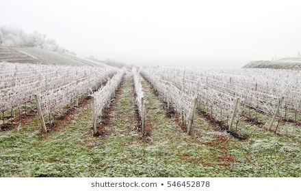 Prefet84's tweet photo. #Calamitésagricoles en #vaucluse : dommages dus à l'épisode de gel du 23 au 27 mars 2020.
👉#Télédéclaration à effectuer jusqu’au 17/04/2020 sur ddt-iac@vaucluse.gouv.fr avec pour objet [calam gel 2020].
Le formulaire de demande est téléchargeable 👉https://t.co/FO9b5mIuhx https://t.co/jpKQ6JdefJ