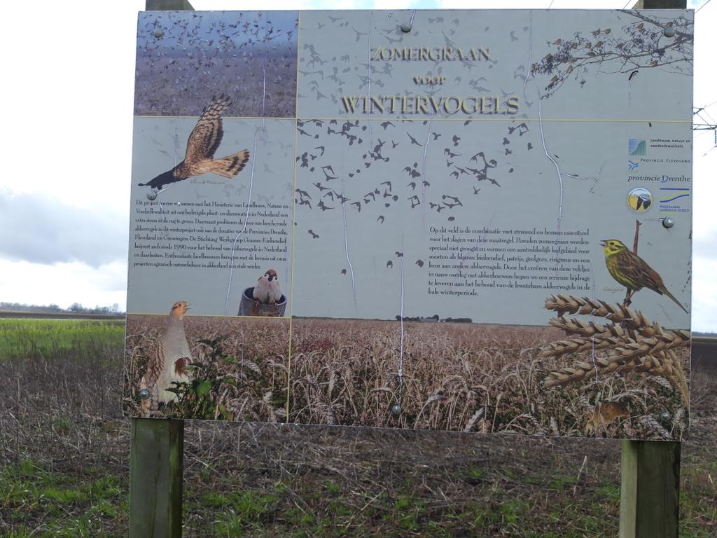 0,5ha akker ingezaaid met #wintervoedsel (#ANLb) een graangewas (70%zomertarwe) dat winterover blijft staan. Het naastgelegen #struweel biedt aankomende winter een vluchtplaats aan 100-den #geelgors #ringmus #keep. Maar hier ook voer voor uilen, #blauwekiekendief, sperwer, havik.
