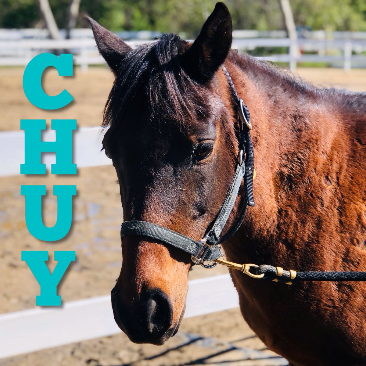reinsprogram's tweet image. Chuy is stopping by to say hi 👋 He misses his students and lessons and all the volunteers’ attention in the cross-ties. We know he will be very ready to see everyone when we get to ride again! 

If Chuy is one of your special REINS horses, leave a message for him!
