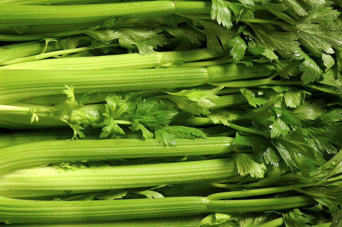 1holidaychannel's tweet photo. Celebrate NATIONAL CELERY MONTH!
It is a superb source of fiber and has anti-inflammatory qualities!
Celebrate holidays 365 with us!
#holidays365 #EveryDayisaHoliday #HolidayChannel #greenvegetables #lovevegetables #eatmorevegetables #foodholiday #CeleryMonth #celery https://t.co/oyI2ge8jVz