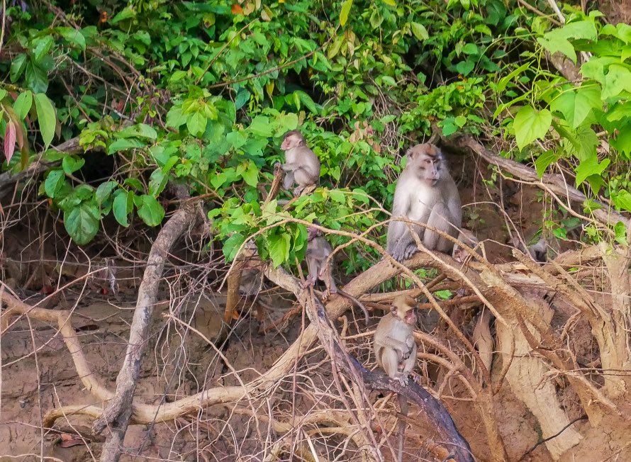 TheRareWelshBit's tweet photo. AD | Just some of the wildlife we spotted on our Kinabatangan River Cruise with @borneoecotours - long-tailed macaques, water monitor lizards, oriental pied hornbills and Proboscis monkeys! #FlyRB #SabahTourism @sabahtourism @RoyalBruneiAir https://t.co/cGcRdx05RB