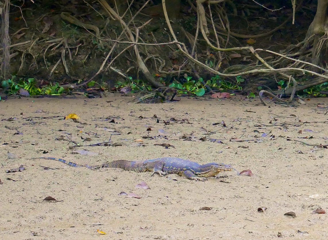 TheRareWelshBit's tweet photo. AD | Just some of the wildlife we spotted on our Kinabatangan River Cruise with @borneoecotours - long-tailed macaques, water monitor lizards, oriental pied hornbills and Proboscis monkeys! #FlyRB #SabahTourism @sabahtourism @RoyalBruneiAir https://t.co/cGcRdx05RB