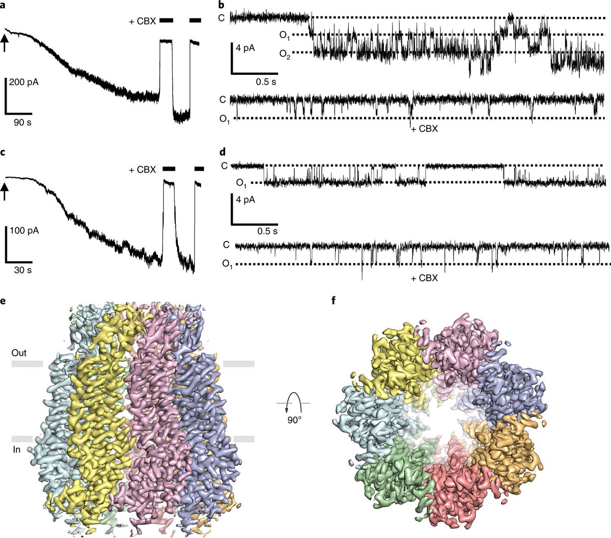 Congratulations to all PANX1 authors @Zengqin_wustl @JFitzpatrickWU. Excellent #cryoEM support <a href="/wuccilab/">WashU Center for Cellular Imaging</a> . also beautiful work <a href="/eLife/">eLife - the journal</a> from the labs of <a href="/furuttini/">hiro furukawa at CSHL</a> and Toshi Kawate.

nature.com/articles/s4159…