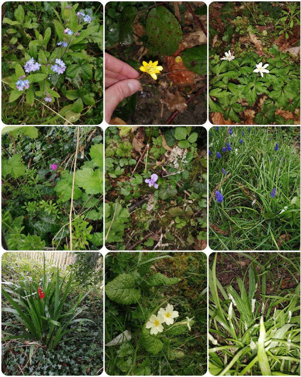 robmac135's tweet image. #NaturalHealthService help! Kids found 9 flowers but not certain of them all. Found in woods and garden.