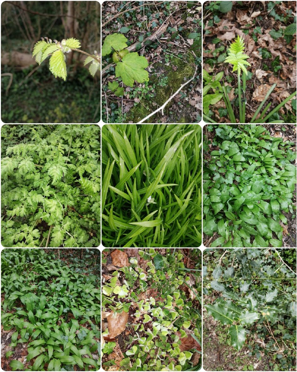 robmac135's tweet image. #NaturalHealthService and 9 leaves too!