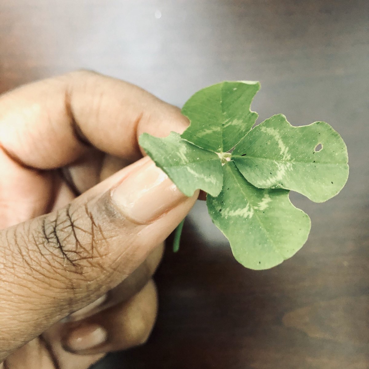 Went outside to catch my breath and found this four leaf clover. It’s not the normal shape; it’s special. I like it even more. I think this is a sign that everything will be okay.