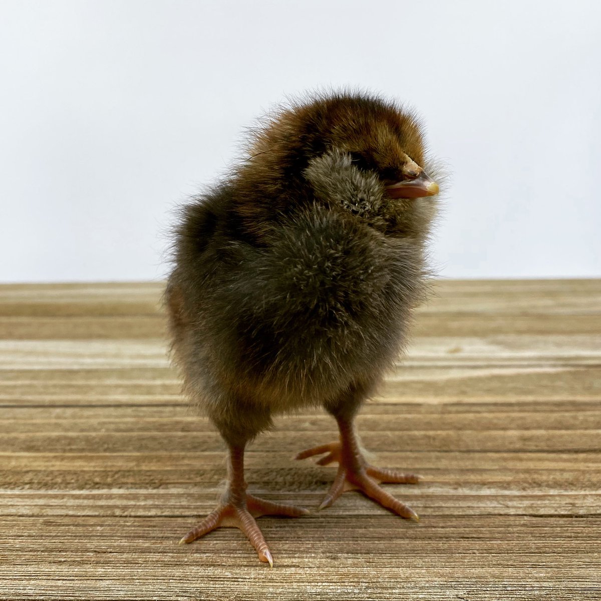 mypetchicken's tweet photo. So much fluff! 🐣We have Favaucanas hatching and shipping today. 
Click link to order your fluff - https://t.co/inEHOWIuHz

#hatchday #chickens #fluffy #mypetchicken #fluffycheeks #chickens #sustainableliving #babychicks #homesteading https://t.co/PpPJsIpLUa