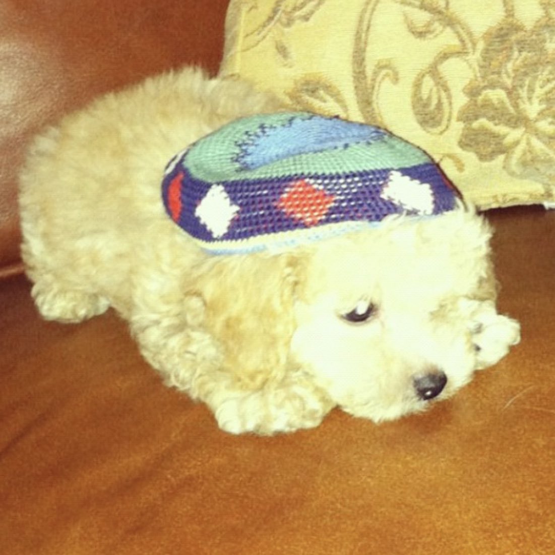 KatieAdell's tweet photo. @girlfr0g Rabbi Daisy https://t.co/n2zrsKOH7v