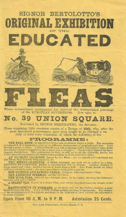 7. Flea Napoleon.Louis Bertolotto and his “Extraordinary Exhibition of the Industrious Fleas” were Victorian hits. The show featured historical parody: a recreation of Napoleon's Waterloo defeat featuring 435 fleas, dressed for battle, on golden saddles and carrying tiny swords.